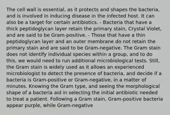 The cell wall is essential, as it protects and shapes the bacteria, and is involved in inducing disease in the infected host. It can also be a target for certain antibiotics. - Bacteria that have a thick peptidoglycan layer retain the primary stain, Crystal Violet, and are said to be Gram-positive. - Those that have a thin peptidoglycan layer and an outer membrane do not retain the primary stain and are said to be Gram-negative. The Gram stain does not identify individual species within a group, and to do this, we would need to run additional microbiological tests. Still, the Gram stain is widely used as it allows an experienced microbiologist to detect the presence of bacteria, and decide if a bacteria is Gram-positive or Gram-negative, in a matter of minutes. Knowing the Gram type, and seeing the morphological shape of a bacteria aid in selecting the initial antibiotic needed to treat a patient. Following a Gram stain, Gram-positive bacteria appear purple, while Gram-negative