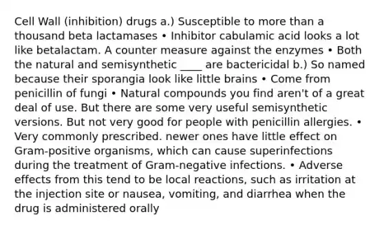 Cell Wall (inhibition) drugs a.) Susceptible to more than a thousand beta lactamases • Inhibitor cabulamic acid looks a lot like betalactam. A counter measure against the enzymes • Both the natural and semisynthetic ____ are bactericidal b.) So named because their sporangia look like little brains • Come from penicillin of fungi • Natural compounds you find aren't of a great deal of use. But there are some very useful semisynthetic versions. But not very good for people with penicillin allergies. • Very commonly prescribed. newer ones have little effect on Gram-positive organisms, which can cause superinfections during the treatment of Gram-negative infections. • Adverse effects from this tend to be local reactions, such as irritation at the injection site or nausea, vomiting, and diarrhea when the drug is administered orally