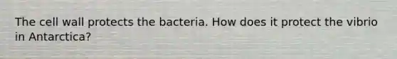 The cell wall protects the bacteria. How does it protect the vibrio in Antarctica?