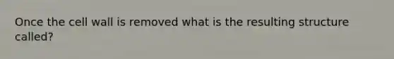 Once the cell wall is removed what is the resulting structure called?