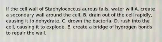 If the cell wall of Staphylococcus aureus fails, water will A. create a secondary wall around the cell. B. drain out of the cell rapidly, causing it to dehydrate. C. drown the bacteria. D. rush into the cell, causing it to explode. E. create a bridge of hydrogen bonds to repair the wall.