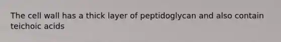 The cell wall has a thick layer of peptidoglycan and also contain teichoic acids