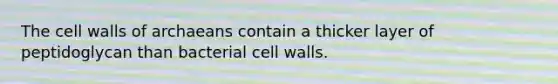 The cell walls of archaeans contain a thicker layer of peptidoglycan than bacterial cell walls.