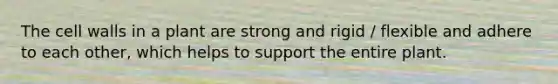 The cell walls in a plant are strong and rigid / flexible and adhere to each other, which helps to support the entire plant.
