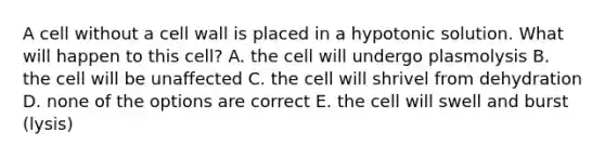 A cell without a cell wall is placed in a hypotonic solution. What will happen to this cell? A. the cell will undergo plasmolysis B. the cell will be unaffected C. the cell will shrivel from dehydration D. none of the options are correct E. the cell will swell and burst (lysis)