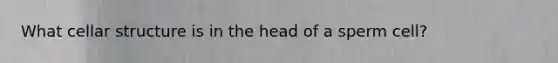 What cellar structure is in the head of a sperm cell?