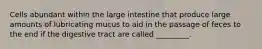 Cells abundant within the large intestine that produce large amounts of lubricating mucus to aid in the passage of feces to the end if the digestive tract are called _________.