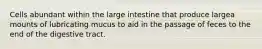 Cells abundant within the large intestine that produce largea mounts of lubricating mucus to aid in the passage of feces to the end of the digestive tract.