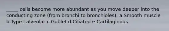 _____ cells become more abundant as you move deeper into the conducting zone (from bronchi to bronchioles). a.Smooth muscle b.Type I alveolar c.Goblet d.Ciliated e.Cartilaginous