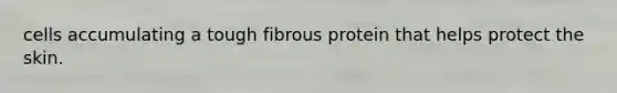 cells accumulating a tough fibrous protein that helps protect the skin.