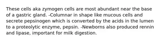 These cells aka zymogen cells are most abundant near the base of a gastric gland. -Columnar in shape like mucous cells and secrete pepsinogen which is converted by the acids in the lumen to a proteolytic enzyme, pepsin. -Newborns also produced rennin and lipase, important for milk digestion.