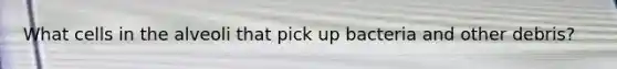 What cells in the alveoli that pick up bacteria and other debris?