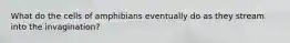 What do the cells of amphibians eventually do as they stream into the invagination?