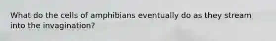 What do the cells of amphibians eventually do as they stream into the invagination?
