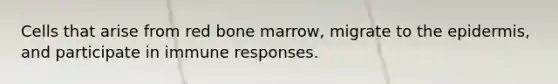 Cells that arise from red bone marrow, migrate to the epidermis, and participate in immune responses.