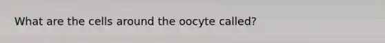 What are the cells around the oocyte called?