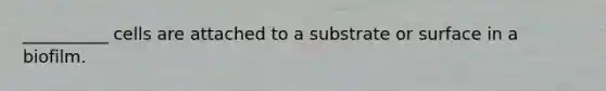 __________ cells are attached to a substrate or surface in a biofilm.