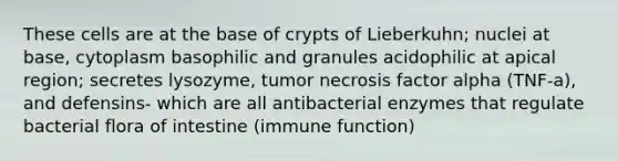 These cells are at the base of crypts of Lieberkuhn; nuclei at base, cytoplasm basophilic and granules acidophilic at apical region; secretes lysozyme, tumor necrosis factor alpha (TNF-a), and defensins- which are all antibacterial enzymes that regulate bacterial flora of intestine (immune function)