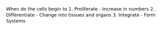 When do the cells begin to 1. Proliferate - Increase in numbers 2. Differentiate - Change into tissues and organs 3. Integrate - Form Systems