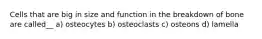 Cells that are big in size and function in the breakdown of bone are called__ a) osteocytes b) osteoclasts c) osteons d) lamella