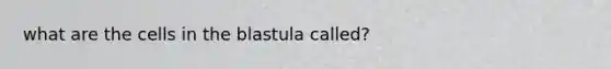 what are the cells in the blastula called?