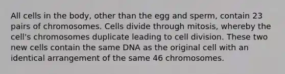 All cells in the body, other than the egg and sperm, contain 23 pairs of chromosomes. Cells divide through mitosis, whereby the cell's chromosomes duplicate leading to cell division. These two new cells contain the same DNA as the original cell with an identical arrangement of the same 46 chromosomes.