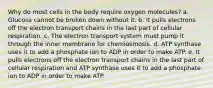 Why do most cells in the body require oxygen molecules? a. Glucose cannot be broken down without it. b. It pulls electrons off the electron transport chains in the last part of cellular respiration. c. The electron transport system must pump it through the inner membrane for chemiosmosis. d. ATP synthase uses it to add a phosphate ion to ADP in order to make ATP. e. It pulls electrons off the electron transport chains in the last part of cellular respiration and ATP synthase uses it to add a phosphate ion to ADP in order to make ATP.