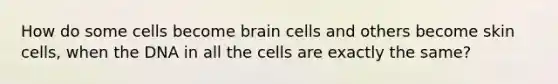 How do some cells become brain cells and others become skin cells, when the DNA in all the cells are exactly the same?