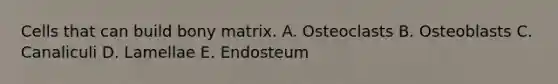 Cells that can build bony matrix. A. Osteoclasts B. Osteoblasts C. Canaliculi D. Lamellae E. Endosteum