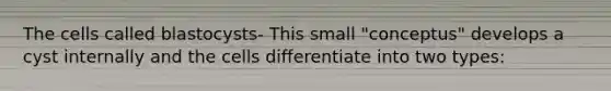 The cells called blastocysts- This small "conceptus" develops a cyst internally and the cells differentiate into two types: