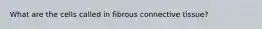 What are the cells called in fibrous connective tissue?