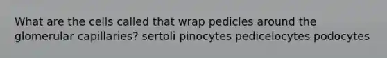 What are the cells called that wrap pedicles around the glomerular capillaries? sertoli pinocytes pedicelocytes podocytes