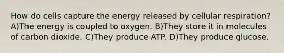 How do cells capture the energy released by <a href='https://www.questionai.com/knowledge/k1IqNYBAJw-cellular-respiration' class='anchor-knowledge'>cellular respiration</a>? A)The energy is coupled to oxygen. B)They store it in molecules of carbon dioxide. C)They produce ATP. D)They produce glucose.