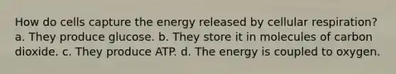 How do cells capture the energy released by cellular respiration? a. They produce glucose. b. They store it in molecules of carbon dioxide. c. They produce ATP. d. The energy is coupled to oxygen.