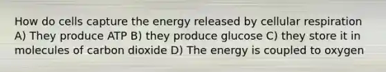 How do cells capture the energy released by cellular respiration A) They produce ATP B) they produce glucose C) they store it in molecules of carbon dioxide D) The energy is coupled to oxygen