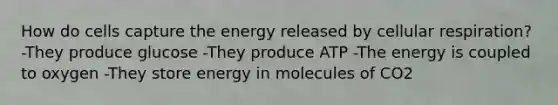 How do cells capture the energy released by cellular respiration? -They produce glucose -They produce ATP -The energy is coupled to oxygen -They store energy in molecules of CO2