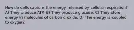 How do cells capture the energy released by cellular respiration? A) They produce ATP. B) They produce glucose. C) They store energy in molecules of carbon dioxide. D) The energy is coupled to oxygen.