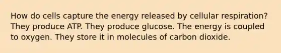 How do cells capture the energy released by cellular respiration? They produce ATP. They produce glucose. The energy is coupled to oxygen. They store it in molecules of carbon dioxide.