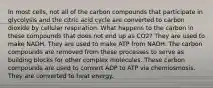 In most cells, not all of the carbon compounds that participate in glycolysis and the citric acid cycle are converted to carbon dioxide by cellular respiration. What happens to the carbon in these compounds that does not end up as CO2? They are used to make NADH. They are used to make ATP from NADH. The carbon compounds are removed from these processes to serve as building blocks for other complex molecules. These carbon compounds are used to convert ADP to ATP via chemiosmosis. They are converted to heat energy.