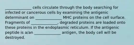 ______________ cells circulate through the body searching for infected or cancerous cells by examining the antigenic determinant on ______________ MHC proteins on the cell surface. Fragments of ______________, degraded proteins are loaded onto these proteins in the endoplasmic reticulum. If the antigenic peptide is a/an ______________ antigen, the body cell will be destroyed.