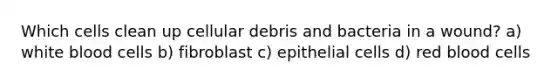 Which cells clean up cellular debris and bacteria in a wound? a) white blood cells b) fibroblast c) epithelial cells d) red blood cells