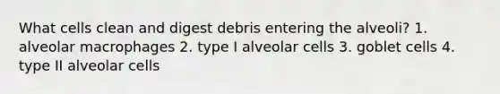 What cells clean and digest debris entering the alveoli? 1. alveolar macrophages 2. type I alveolar cells 3. goblet cells 4. type II alveolar cells