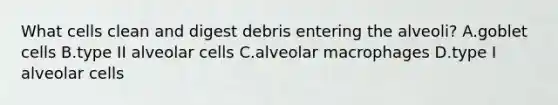 What cells clean and digest debris entering the alveoli? A.goblet cells B.type II alveolar cells C.alveolar macrophages D.type I alveolar cells