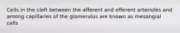 Cells in the cleft between the afferent and efferent arterioles and among capillaries of the glomerulus are known as mesangial cells