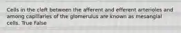 Cells in the cleft between the afferent and efferent arterioles and among capillaries of the glomerulus are known as mesangial cells. True False