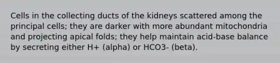 Cells in the collecting ducts of the kidneys scattered among the principal cells; they are darker with more abundant mitochondria and projecting apical folds; they help maintain acid-base balance by secreting either H+ (alpha) or HCO3- (beta).