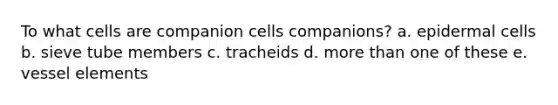 To what cells are companion cells companions? a. epidermal cells b. sieve tube members c. tracheids d. more than one of these e. vessel elements