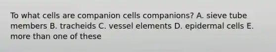 To what cells are companion cells companions? A. sieve tube members B. tracheids C. vessel elements D. epidermal cells E. more than one of these