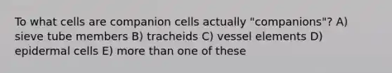 To what cells are companion cells actually "companions"? A) sieve tube members B) tracheids C) vessel elements D) epidermal cells E) more than one of these