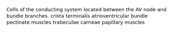 Cells of the conducting system located between the AV node and bundle branches. crista terminalis atrioventricular bundle pectinate muscles trabeculae carneae papillary muscles